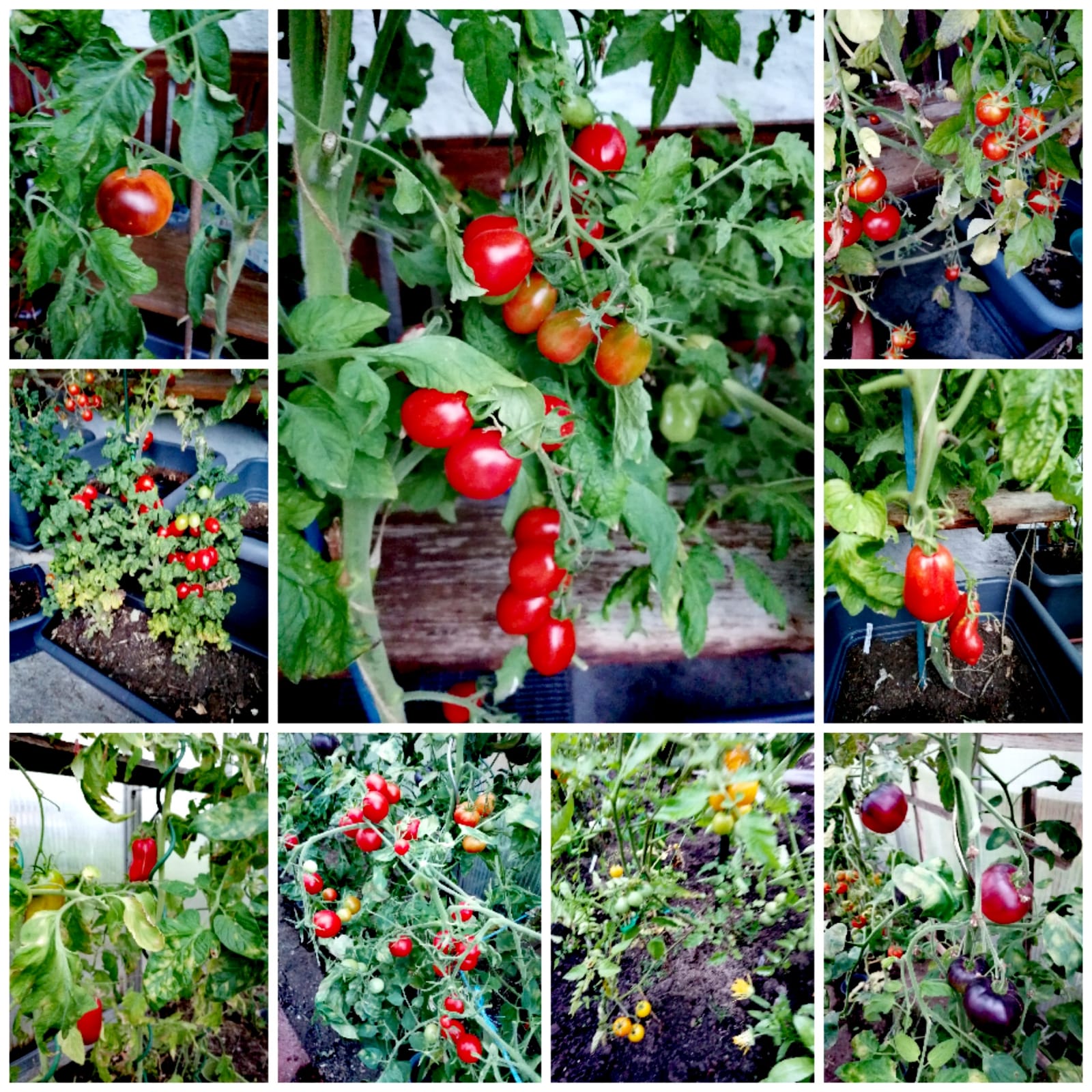 Gartenratsch